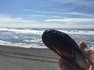 A typical Sonoma mussel, which is the size of a baby's foot.