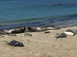 Elephant seals from San Simeon. 
