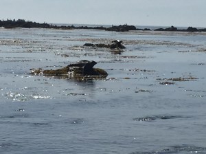 While the beaches were devoid of human life, marine animals were everywhere.