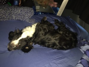 Willy prefers to sleep in most days.