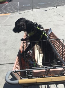 Willy goes to Petco.