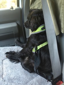 Willy could not look more pathetic when placed in the passenger seat.