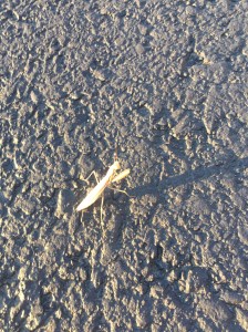 A Praying Mantis joined our sunset walk.