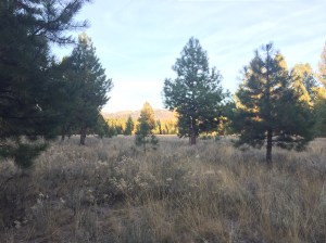 I scored a campsite on Lake Payette in McCall, which is surrounded by ponderosa and sage.