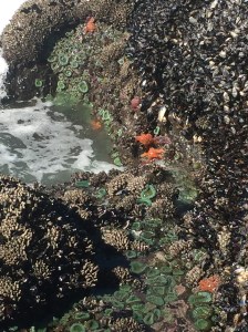 Tidal pools with starfish and anemones.