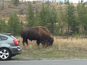 Yeah, bigger than an SUV. Go, bison!