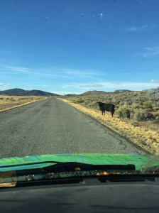 The cow, just before she started to race us down the road.