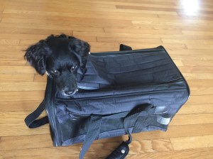 Willy in his carrier.