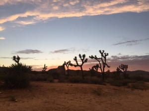 Sunset in Joshua Tree.