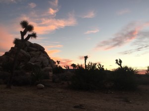 Right before the coyotes come out.