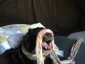 How Willy and I (well, mostly I) amused ourselves inside the van with coyotes circling.