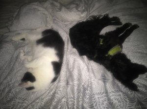 Repete and Willy snooze together.